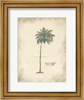 Framed Cocoa Palm