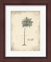Framed Cocoa Palm