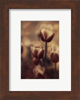 Framed Tinted Tulips III