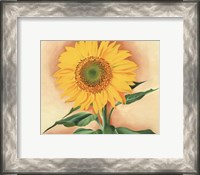 Framed Sunflower from Maggie, 1937