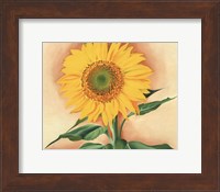 Framed Sunflower from Maggie, 1937
