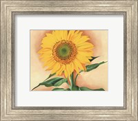 Framed Sunflower from Maggie, 1937