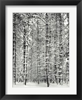 Framed Pine Forest In The Snow, Yosemite Nation