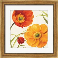 Framed Poppies Melody II