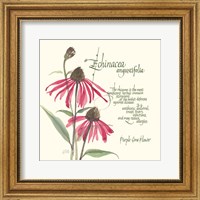 Framed Echinacea