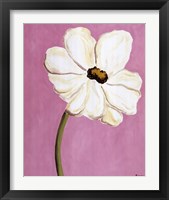 Framed White Cosmos On Pink