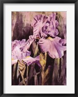 Framed Two Purple Irises