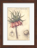Framed Crown Imperial Lily