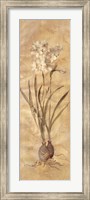 Framed White Narcissus Panel