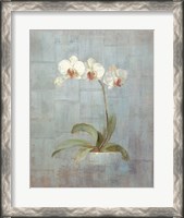 Framed Elegant Orchids II