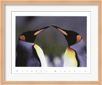 Framed King Penguins