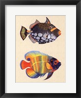 Tropical Fish II Framed Print