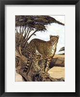 Framed Cheetah Gazing