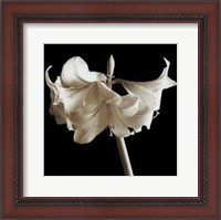 Framed Amaryllis