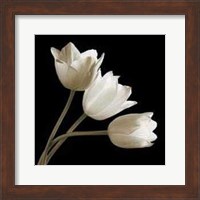 Framed Three Tulips