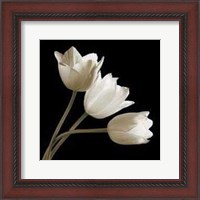 Framed Three Tulips
