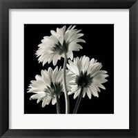 Framed Gerber Daisies II