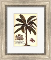 Framed Palm and Crest II