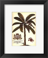 Framed Palm and Crest II