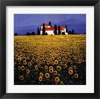 Framed Sunflowers Field