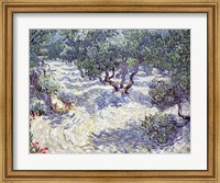 Framed Olive Orchard