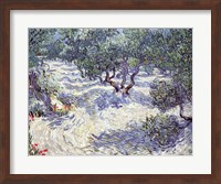 Framed Olive Orchard