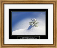 Framed Determination - Little Pine