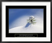 Framed Determination - Little Pine