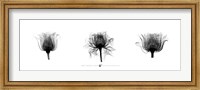 Framed X-Ray Rose Triptych