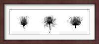 Framed X-Ray Rose Triptych