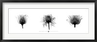 Framed X-Ray Rose Triptych