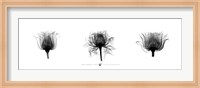 Framed X-Ray Rose Triptych