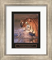 Framed Excellence - Bengal Tiger