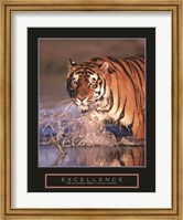 Framed Excellence - Bengal Tiger