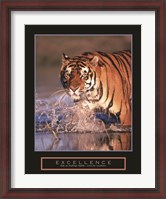 Framed Excellence - Bengal Tiger