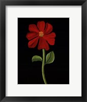 Framed Red Cosmos