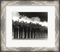 Framed White Palms, Costa Rica