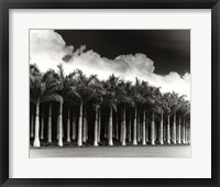 Framed White Palms, Costa Rica