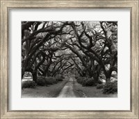 Framed Path In The Oaks #2, Louisiana