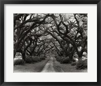 Framed Path In The Oaks #2, Louisiana