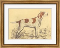 Framed Hunting Dogs-Griffon
