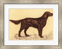Framed Hunting Dogs-Setter