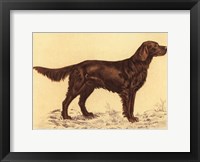 Framed Hunting Dogs-Setter