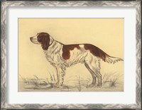 Framed Hunting Dogs-Spaniel