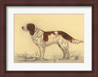 Framed Hunting Dogs-Spaniel