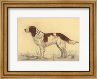 Framed Hunting Dogs-Spaniel