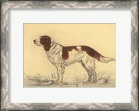 Framed Hunting Dogs-Spaniel