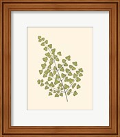 Framed 'Woodland Ferns II' border=