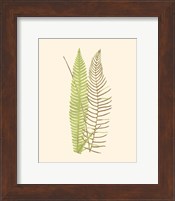 Framed 'Woodland Ferns V' border=