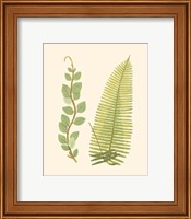 Framed 'Woodland Ferns VI' border=